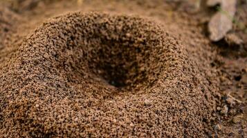 hormigas En Vivo en grande grupos llamado colonias ellos mayo nido subterráneo, dentro árboles, o en el paredes y un casa .cavidad de hormigas, una hormiguero en el medio de el asfalto, foto
