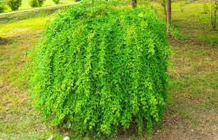 Green bush trimmed in a garden,shrub in the sunshine, large boxwood cut into a ball in the shape of a deep green color and a perfect hedge trim cut make it a dominant feature similar to a large boulde photo