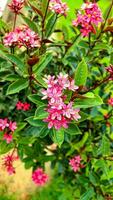 Red and Pink tiny flowers in the public park,Punjab,Pakistan.Bunches of petite pink petals Ixora hybrid blossom on green leaf, know as west Indian jasmine or jungle flame, close up photo