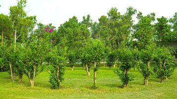 Green tree in grass land and sky landscape,Group of tree isolated on white,tropical trees isolated used for design, advertising and architecture photo