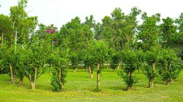 Green tree in grass land and sky landscape,Group of tree isolated on white,tropical trees isolated used for design, advertising and architecture photo