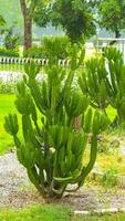 verde cactus planta, cactus ligero verde es un hermosa telón de fondo.planta verde cactus con muchos espina, esta fascinante fotografía capturas el esencia de majestuoso cactus planta, con sus puntiagudo, distintivo foto