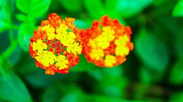 naranja salvaje flor en el jardín, rojo y amarillo flor campo con torero fondo, frescura vistoso flores de paño de oro, cobertura flor, lantana, llanto lantana.lantana naranja y rojo flores foto