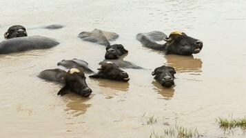 Asian water Buffalo enjoying diving in pond, jawing and looking at camera. The animals swim to prevent their large bodies from overheating, only their heads and backs stick out. photo