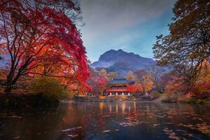 vistoso otoño con hermosa arce hoja en puesta de sol a baekyangsa templo en naejangsan nacional parque, sur Corea. foto