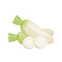 Vector illustration, fresh white radish with slices, isolated on white background.