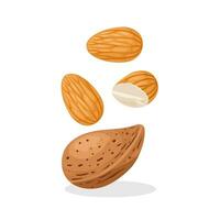 Vector illustration, almonds with shell, isolated on white background.