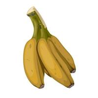 Vector illustration, bunch of ripe saba bananas, scientific name Musa acuminata balbisiana, isolated on white background.