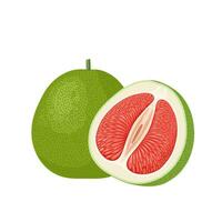 Vector illustration, pomelo or citrus grandis, isolated on white background.