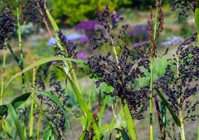 Common sorghum Sorghum bicolor grows in a farm field photo