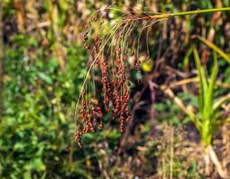 Common sorghum Sorghum bicolor grows in a farm field photo