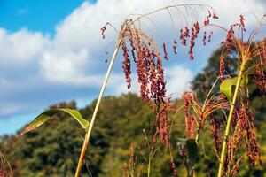 Common sorghum Sorghum bicolor grows in a farm field photo