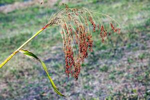 Common sorghum Sorghum bicolor grows in a farm field photo