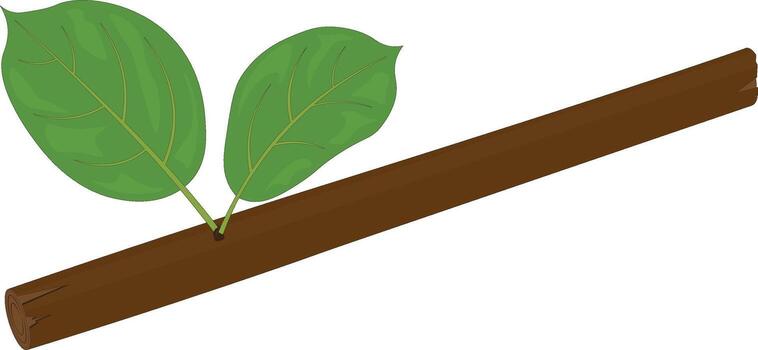 Broken tree branch with only two leaves vector illustration