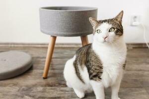 Cute fat domestic cat and trendy stool with a lid and buildin storage space. Modern mulrifunctiional chair with wooden legs. Round gray linen pouffe photo