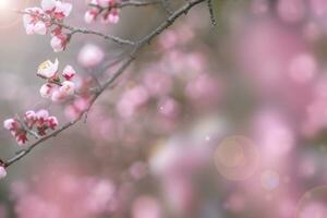 Cherry blossom  flower in spring for background or copy space for text photo