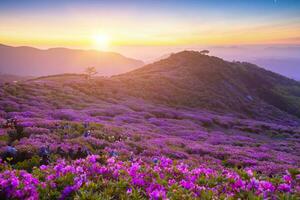 Morning and spring view of pink azalea flowers at Hwangmaesan Mountain with the background of sunlight and foggy mountain range near Hapcheon-gun, South Korea photo