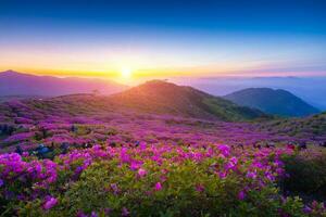 Sunrise view of royal azalea flowers at Hwangmaesan Mt near Hapcheon-gun, South Korea photo