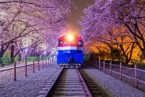 Cherry blossom in spring is the popular cherry blossom viewing spot, jinhae South Korea. photo