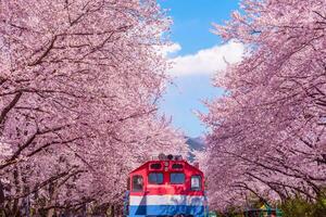 Cereza florecer en primavera en Corea es el popular Cereza florecer visita lugar, Jinhae sur Corea. foto