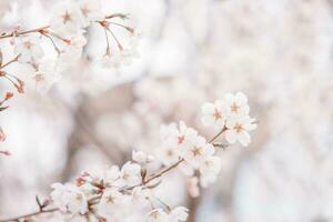 Cherry blossom  flower in spring for background or copy space for text photo