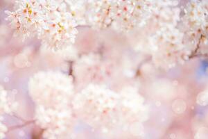 Cherry blossom  flower in spring for background or copy space for text photo