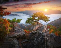 Autumn in Korea, Pine trees towering on the rocks atop Jebibong. In the morning, a sea of mist flows through the river in the valley. In the autumn of Waraksan Mountain National Park, South Korea. photo