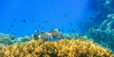 wonderful spot fin porcupinefish hovering over yellow corals and lot of black white fishes in blue water panorama photo