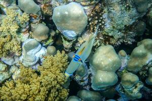 little colorful picasso triggerfish swimming near corals in the red sea photo