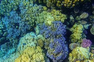 amazing corals with different colors at the reef in the red sea photo