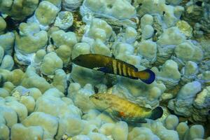 two blue spotted grouper swimming near large corals in the red sea of egypt photo