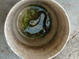 a snake is in a bowl of water photo