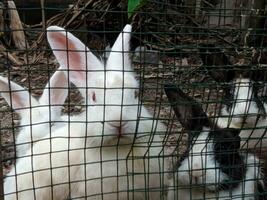 several rabbits in a cage with a wire fence in the garden photo