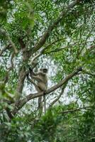 A monkey is sitting on a tree photo