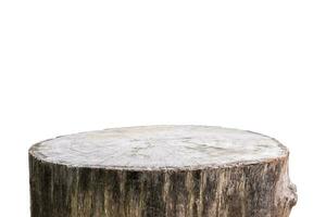 tree stump isolated on white background photo