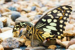 Close up of yellow butterfly photo