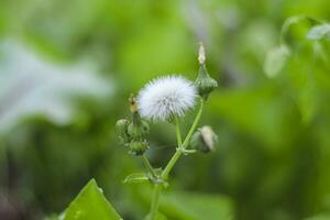 Closed Bud of a dandelion. Dandelion white flowers in green grass photo