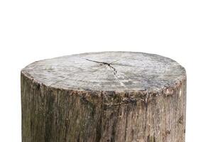tree stump isolated on white background photo