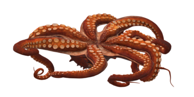 Octopus isolated on a Transparent Background png