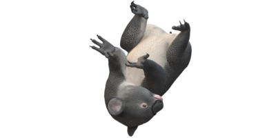 koala Björn isolerat på en transparent bakgrund png