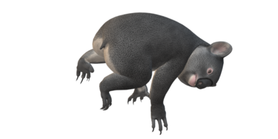 coala Urso isolado em uma transparente fundo png