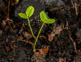 Two saplings are growing together photo