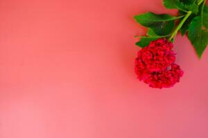 Red Flower on Pink Background photo