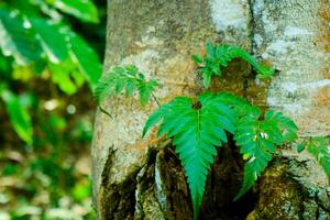 Green fern on tree trunk photo