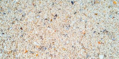 A bird eye view of the sand beach background with shells and starfish scattered on the left and right sides of the picture photo
