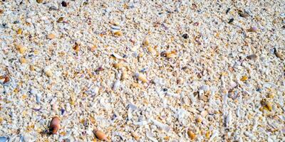 A bird eye view of the sand beach background with shells and starfish scattered on the left and right sides of the picture photo