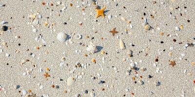 A bird eye view of the sand beach background with shells and starfish scattered on the left and right sides of the picture photo