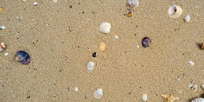 un pájaro ojo ver de el arena playa antecedentes con conchas y estrella de mar dispersado en el izquierda y Derecha lados de el imagen foto