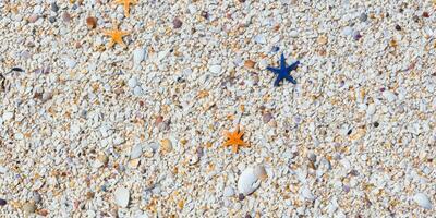 un pájaro ojo ver de el arena playa antecedentes con conchas y estrella de mar dispersado en el izquierda y Derecha lados de el imagen foto