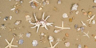 A bird eye view of the sand beach background with shells and starfish scattered on the left and right sides of the picture photo